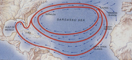 The migration routes proceed in a clockwise oval and extends as far west as the Gulf of Mexico as far north as the Atlantic Coast, east across the Sargasso Sea towards the Azores and Medeira Islands, south past the Canary Islands and Cape Verde Islands, back west to the  top of South America.