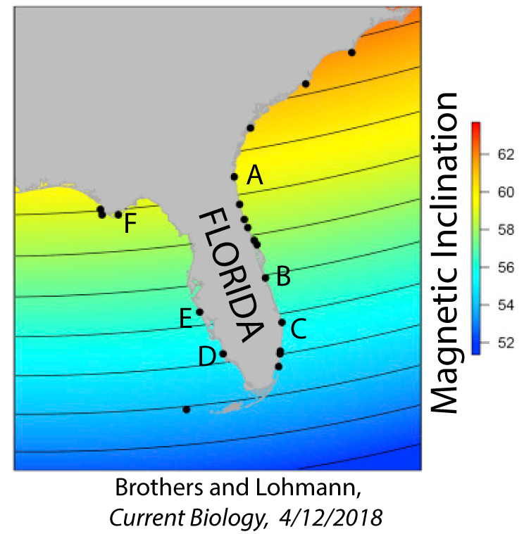 Map of Florida showing its geomagnetic profile. Magnetic Inclination from 52 (dark blue) up to 62 (red) is along the y axis. The colors shift from blue to green to yellow to orange from south to north.