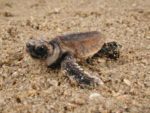 Hatchling turtle on sand.