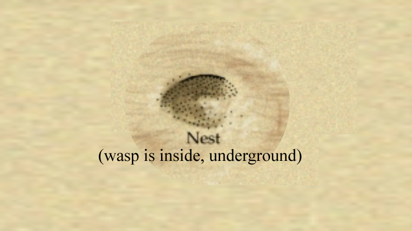 Labeled wasp nest. "Wasp is inside, underground."