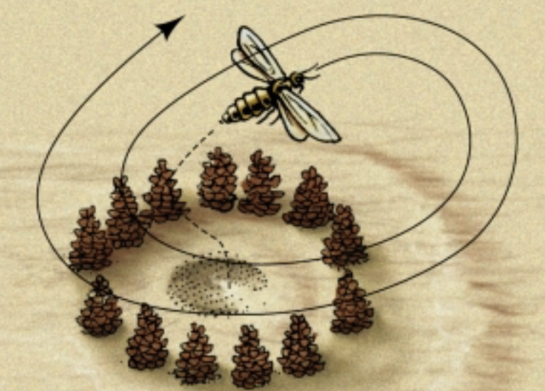 From the nest, the wasp departs and flies in looping circles above the ring of pinecones.