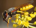 Wasp with black head and thorax and bright yellow abdomen standing on a yellow flower.