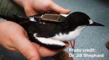 Bird with a small tracking device attached to its back. The bird's upper side is black, underside is white.