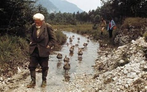 White haired and bearded man in tall rubber boats and an overcoat walks along a streambed with young geese following him.