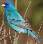 Blue and teal bird with some dark brown at the ends of the wings and tail perching on a blade of grass.