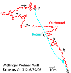 The red outbound path shows many twists and turns. Once point F is reached, the cyan return path is fairly direct to the origin point. Citation: Wittlinger, Wehner, Wolf. Science, Vol 312, 6/30/06.