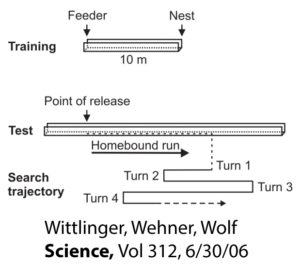 Training: Feeder and Nest are 10 m apart.
Test: From Point of release, the Homebound run is a little more than 10 m10 m, then Turn 1 ants turn 180 degrees and move back about 4 m, take 180 degree Turn 2 and move again about 6 m, take 180 degree Turn 3 and travel over 10 m, then take 180 degree Turn 4 and repeat. Citation: Wittlinger, Wehner, Wolf. Science, Vol 312, 6/30/06.