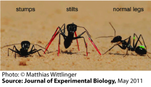 Stumps, left: ant's body close to the ground with shortened legs.
Stilts, middle: ant's body raised from the ground with lengthened legs on red stilts.
Normal legs: Ant's body is normal.
Photo: (C) Matthias Wittlinger. Source: Journal of Experimental Biology, May 2011.