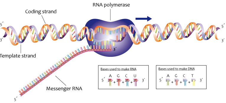 DNA has a coding strand and template strand. The messenger RNA is created based upon the template strand.