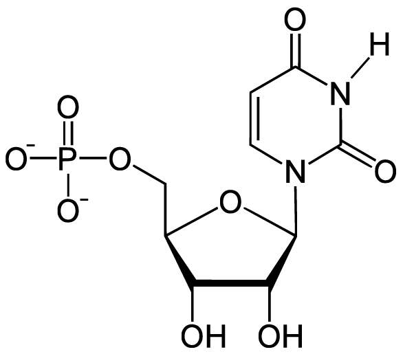 RNA nucleotide with uracil. Uracil lacks a CH3 that thymine has.