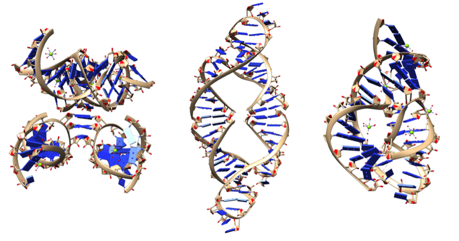 3D models of three different ribozymes.