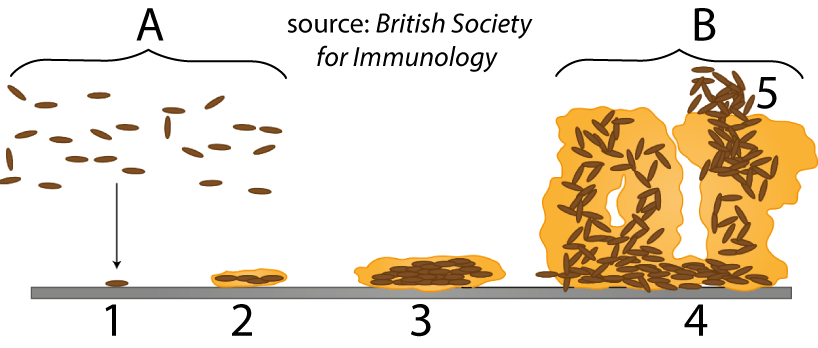 Described under the heading 2. Cell Communication in Bacteria: Quorum sensing and Biofilms,