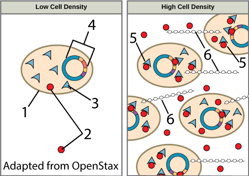 Described under the heading 2. Cell Communication in Bacteria: Quorum sensing and Biofilms.