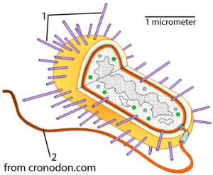 Bacterium with multiple short pili on its surface and one flagellum longer than the bacterium itself.