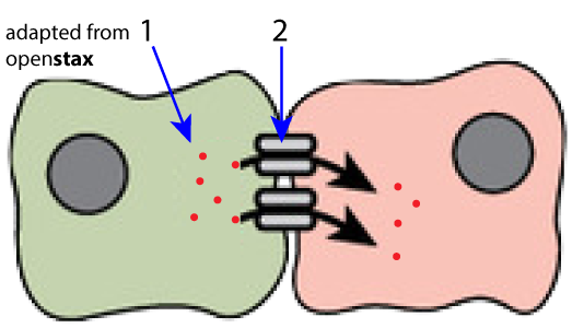 Small red dots (1) move from one cell to another via special channels (2). Adapted from OpenStax.