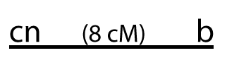 Horizontal line with markings above, left to right: cn, (8 cM), b.