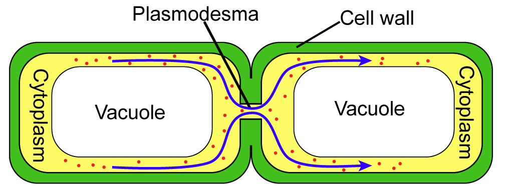 Small red dots travel freely through the plasmodesma between two plant cells.