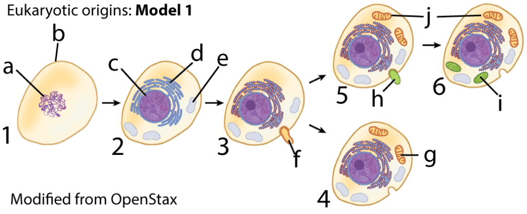 Eukaryotic origins: Model 1, modified from OpenStax. Described under the heading 6a.Model 1: A compartmentalized proto-eukaryote engulfs a bacterium.