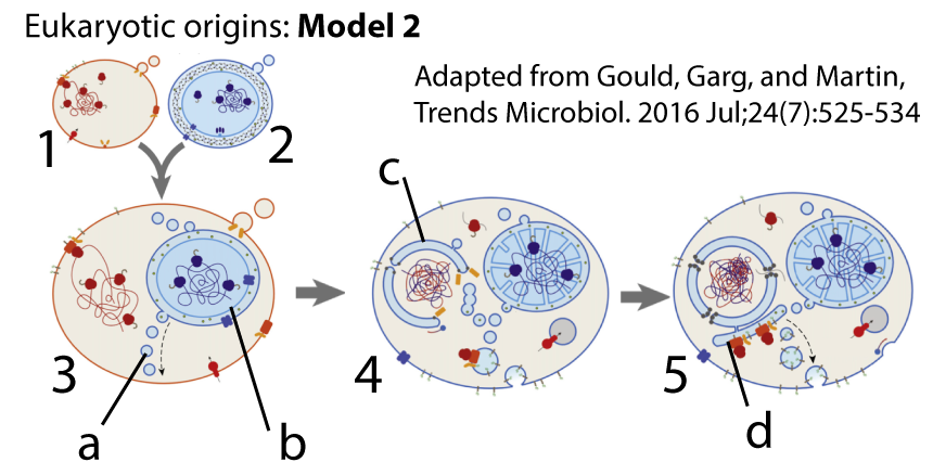 Eukaryotic origins: Model 2, adapted from Gould, Garg, and Martin, Trends Microbiol. 2016 Jul;24(7):525-534. Described under the heading 6b. Model 2: Endosymbiosis led to compartmentalization.