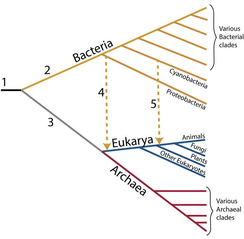 Described under the heading 4. Eukaryotes arose through Endosymbiosis.