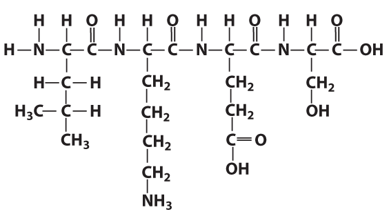 Polypeptide with four amino acids.