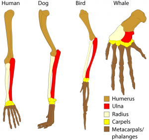 Comparison of limbs from a human, dog, bird, and whale. Each limb has color-coded bones associated with the humerus, ulna, radius, carpels, and metacarpals/phalanges. Each limb has all of these bones in roughly the same order.
