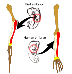 Bird and human embryos with limb buds circled in red and arrows pointing to the skeletal limbs for each organism.