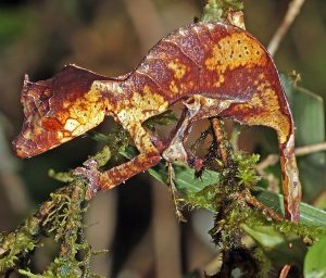 Satanic leaf gecko has a mottled burnt orangish brown color with yellow portions. The gecko perches on a branch with green leaves.