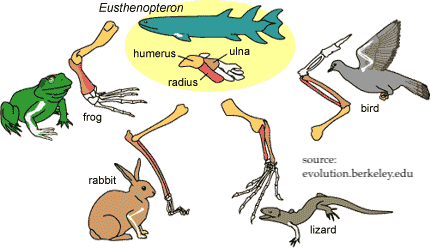 Comparison of bodies and skeletal limbs for frog, rabbit, lizard, bird, and Eusthenopteron. Source: evolution.berkeley.edu