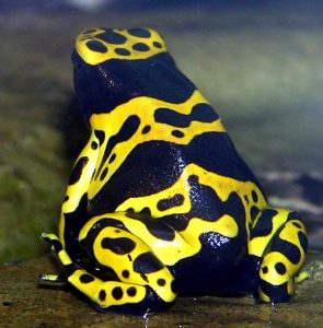 Black frog with three horizontal yellow bands that contains splotches of black similar to what oil looks like when dropped into water.