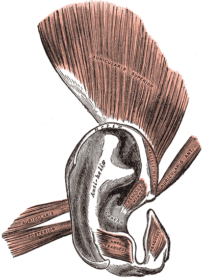Auricularis superior is the large muscle above the ear, and the angularis posterios is behind the ear.