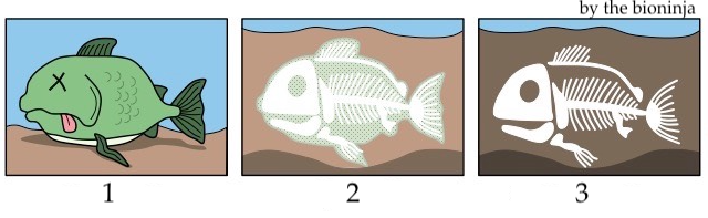 1. Dead green fish. 2. Skeleton is covered by sediment. 3. Fossil is formed.