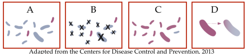 A: Most bacterial cells are gray with two red ones.
B: The gray cells have black X's on them. The two red cells are unaffected.
C: Most bacterial cells are red, with only one gray cell.
D: A large red cell with a dotted arrow pointing toward a cell that is red to gray gradient.
Adapted from the Centers for Disease Control and Prevention, 2013.