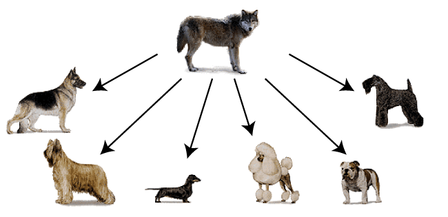 Wolf with arrows pointing to six different dog breeds including German shepherd, Dachshund, poodle, bulldog.