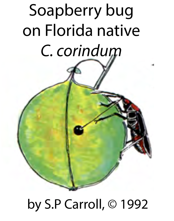 Illustration of soapberry bug on Florica native C. corindum, a green-yellow fruit.