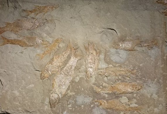 Photo of eleven fossilized fish embedded in the sediment.