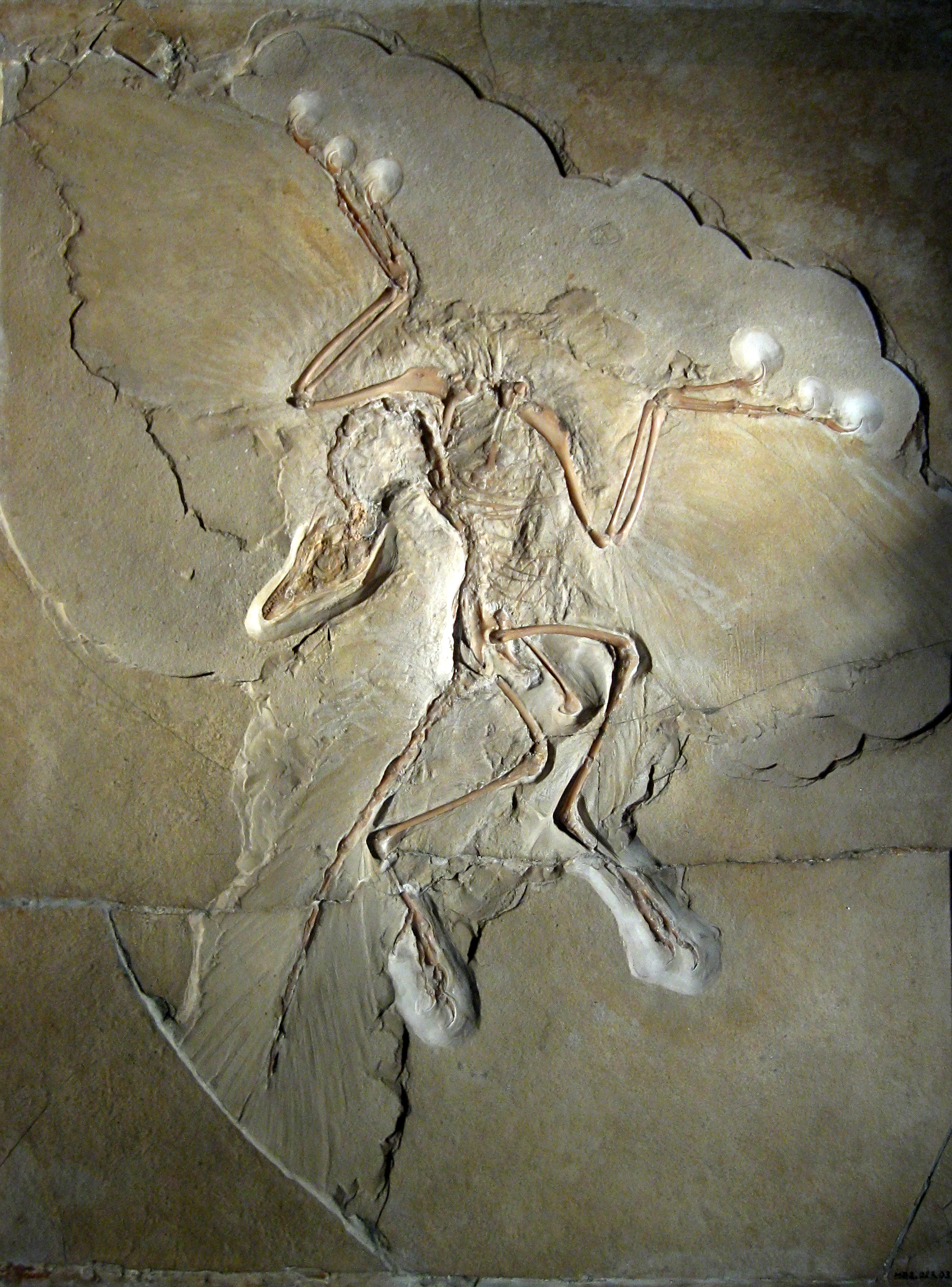 Archaeopteryx fossil