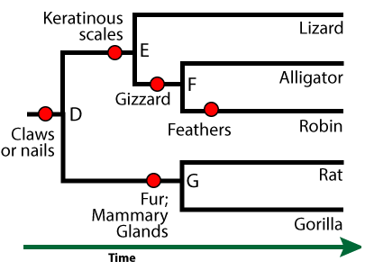 Phylogenetic tree with time progressing from the left to the right. Far left trait: Claws or nails. Node D splits upper branch with Keratinous scales and lower branch with Fur; Mammary Glands. The Keratinous scales branch has node E, which splits Lizard and lower branch with Gizzard. Node F splits Alligator and a lower branch with Feathers that leads to Robin. The Fur; Mammary Glands branch leads to node G, which splits Rat and Gorilla.