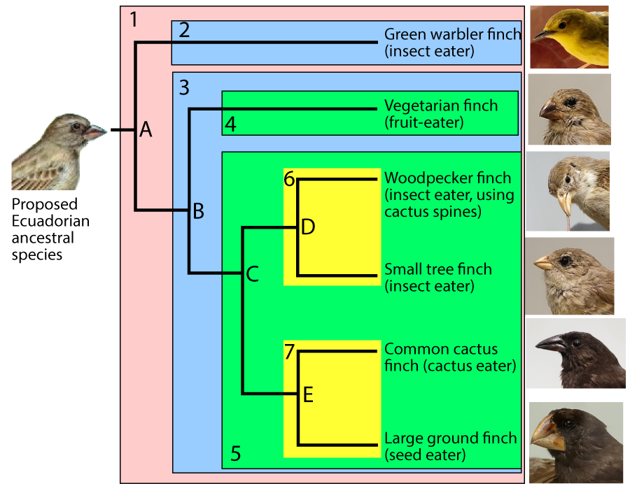 The proposed Ecuadorian ancestral species branches at Node A into the Green warbler finch (insect eater) and the rest. The next split at Node B leads to the Vegetarian finch (fruit-eater). The next split at node C breaks into two sets of two. The upper branch splits at node D into the Woodpecker finch (insect eater, using cactus spines) and the Small tree finch (insect eater). The lower branch splits at node E into the Common cactus finch (cactus eater) and the Large ground finch (seed eater). The species are also contained in numbered boxes of various colors. All species are contained in light pink box 1. The green warbler finch is in its own blue box 2. The rest of the birds are in their blue box 3. The vegetarian finch is in its own green box 4. The rest of the birds except the green warbler finch are in their green box 5. The woodpecker finch and small tree finch are in yellow box 6. The common cactus finch and large ground finch are in yellow box 7.