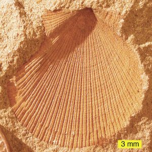 Fossil imprint of a fan-shaped shell.