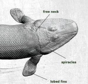 Drawing of Tiktaalik's upper body with the following labels: free neck, spiracles, lobed fins.