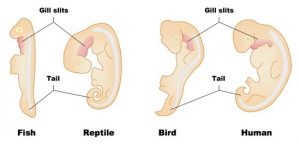 Comparison of fish and reptile embryos as well as bird and human embryos. All have gill slits and tails.