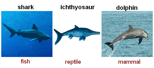 Left: Shark, fish. Middle: Ichthyosaur, reptile. Right: Dolphin, mammal. All have dorsal fins, large tails, and sleek bodies.