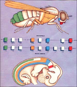 Top: Color-coded illustration of a fruit fly. Middle: Color-coded depiction of Hox genes in Drosophila and Human embryo. Bottom: Color-coded illustration of a human embryo.