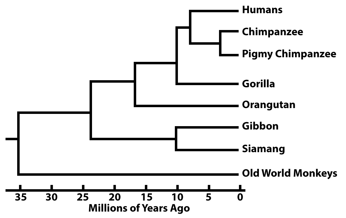 Branching diagram with "Millions of Years Ago" from 35 to 0 on the bottom. On the right, the species from top to bottom are: Humans, Chimpanzee, Pigmy Chimpanzee, Gorilla, Orangutan, Gibbon, Siamang, Old World Monkeys.