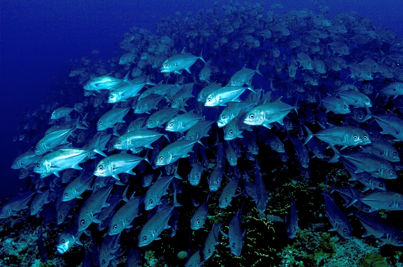 School of silver fish in the ocean.