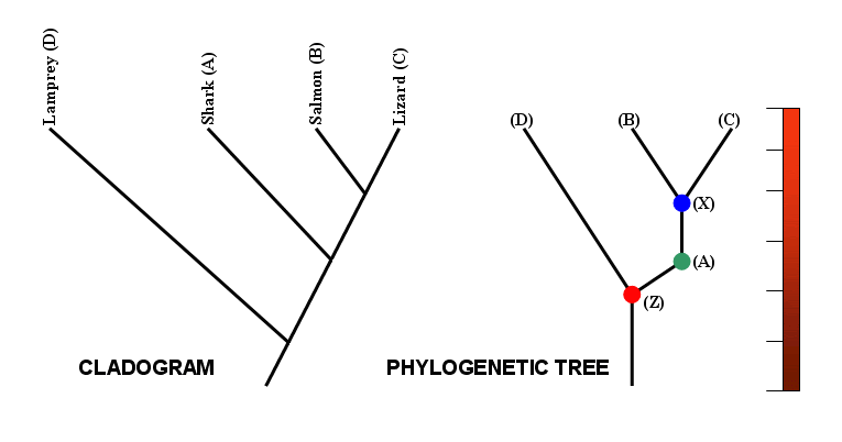 Left: Cladogram, branching diagram with named species from left to right: Lamprey (D), Shark (A), Salmon (B), and Lizard (C). Right: Phylogenetic Tree with an evenly-marked dark red to red gradient scale next to it. The nodes are marked with colored circles and letters Z, A, and X.. The three extant species are marked with letters D, B, and C.