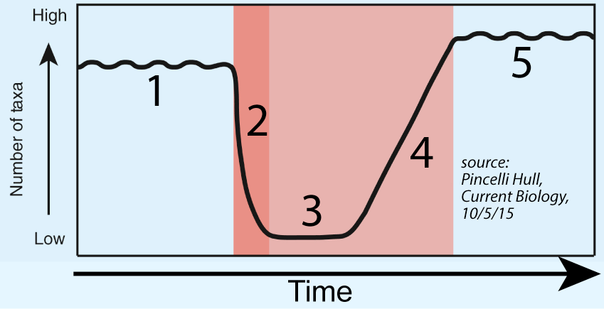 X axis is Time progressing to the right. Y axis is the Number of taxa from Low to High. In stage 1, the number of taxa is high, in stage 2, the taxa number drops steeply to low. In stage 3, the taxa number stays low. In stage 4, the number of taxa steadily grows. In stage 5, the taxa number remains high (even higher than in stage 1). Source: Pincelli Hull, Current Biology, 10/5/15.