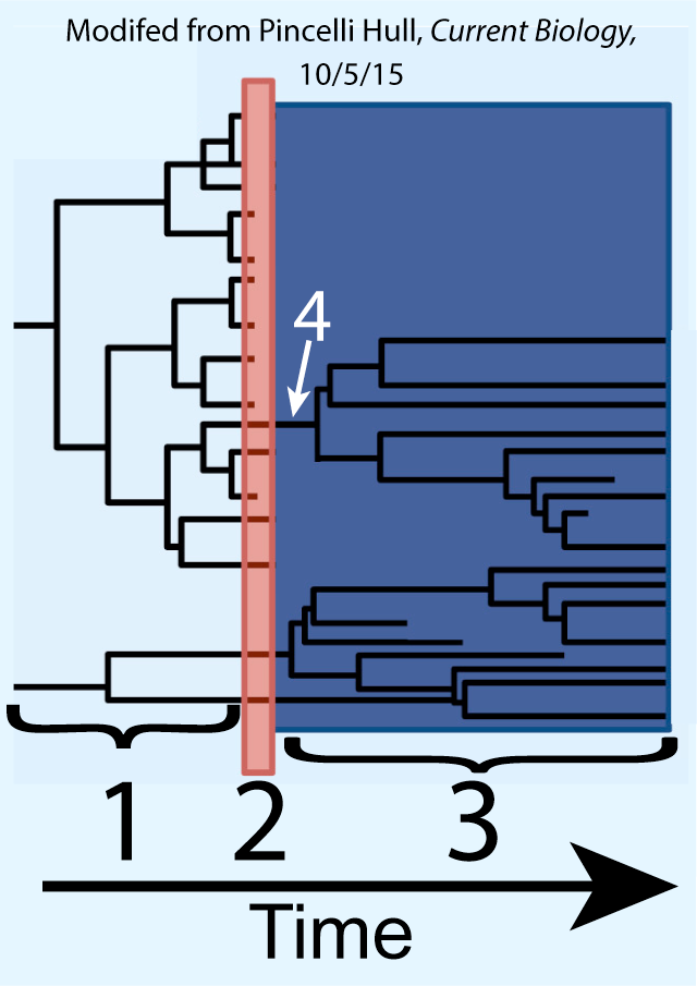 Two phylogenetic trees with time progressing to the right. In stage 1, the trees are all branching steadily. In narrow stage 2, many branches stop and cease to progress. In stage 3, the surviving lineages continue to branch again, though not all lines make it to the present. Only one line survived stage 2, and this is labeled 4. 