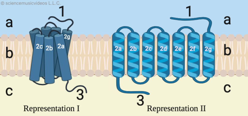G-protein membrane receptor. Representation Roman numeral 1 shows seven alpha-helices ("2a" through "2g") in an upright cluster embedded in the membrane. Representation Roman numeral 2 shows seven upright alpha-helices ("2a" through "2g") side-by-side in a row embedded in the membrane. Both have a ligand-binding site ("1") in the extracellular domain ("a") and a G-protein binding site ("3") in the cytoplasm.